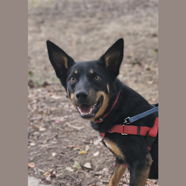 Photo of Sadie