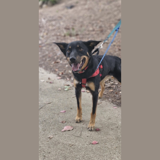 Photo of Sadie