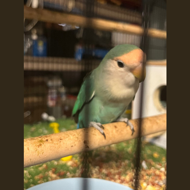 Photo of Kuddles And Kisses