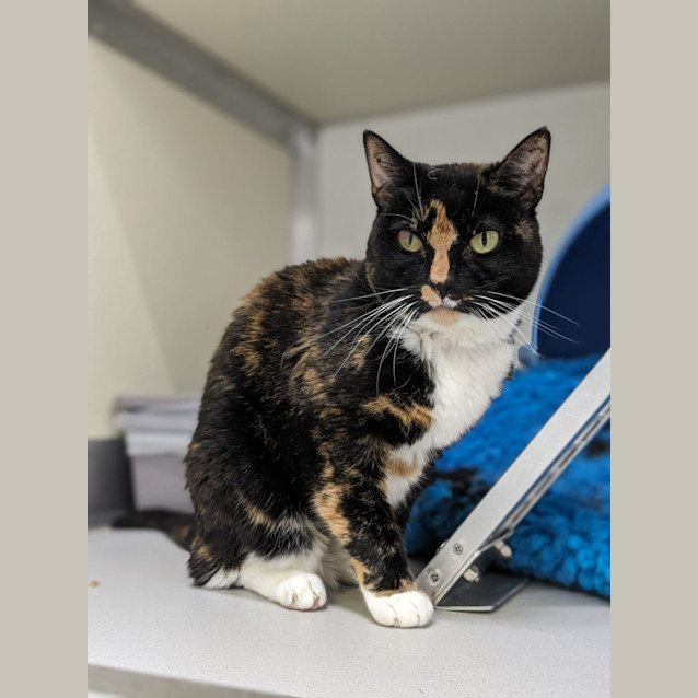 Photo of 💎 Astrid 5069 💎