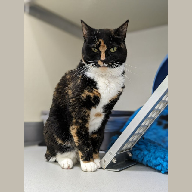 Photo of 💎 Astrid 5069 💎