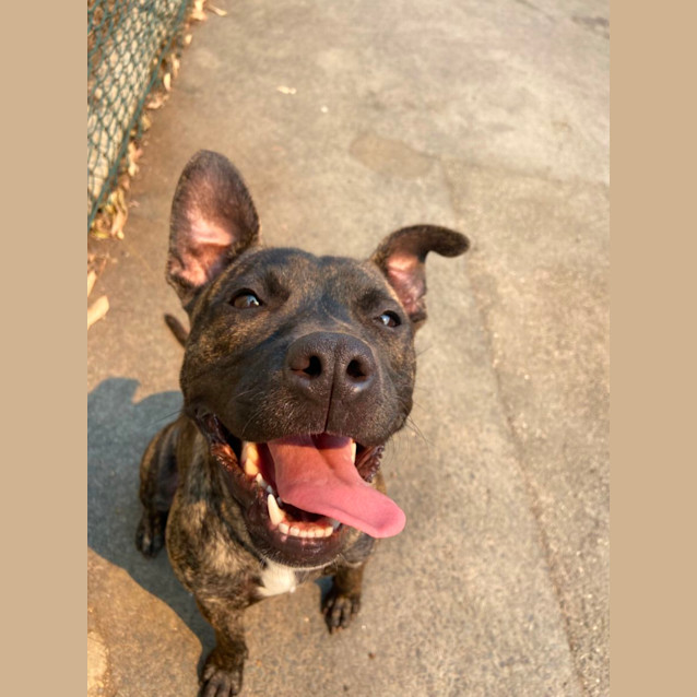 Photo of Dixie