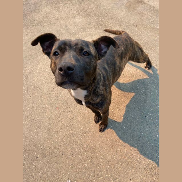 Photo of Dixie