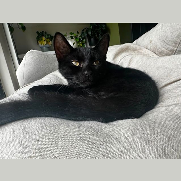 Photo of Raven ** 2nd Chance Cat Rescue**