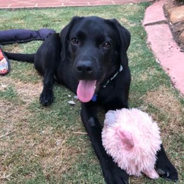 Photo of Humperdinck