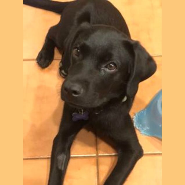 Photo of Humperdinck