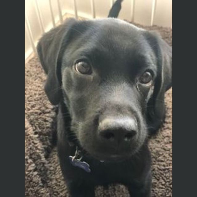 Photo of Humperdinck