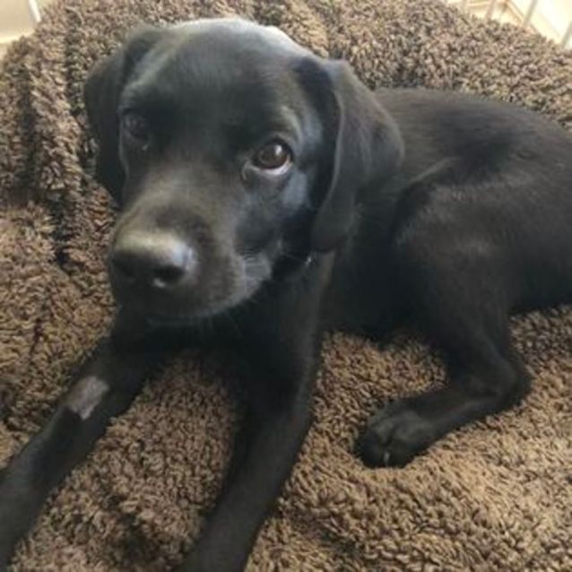 Photo of Humperdinck