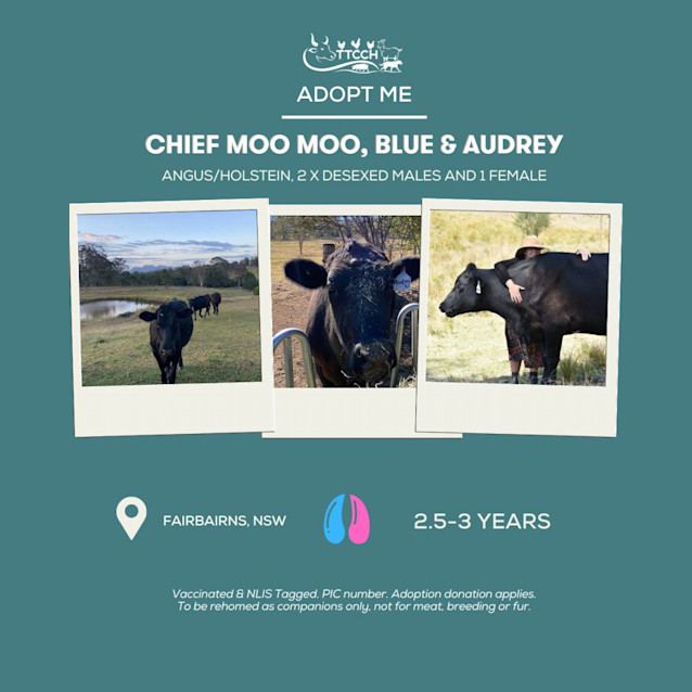 Photo of Chief Moo Moo, Blue & Audrey