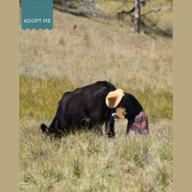 Photo of Chief Moo Moo, Blue & Audrey