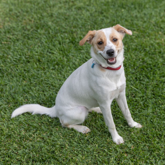 Photo of Peach