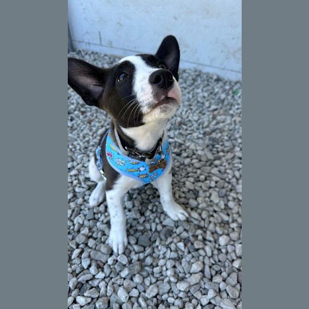 Photo of Buster