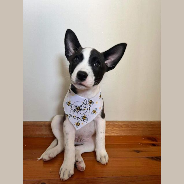 Photo of Buster