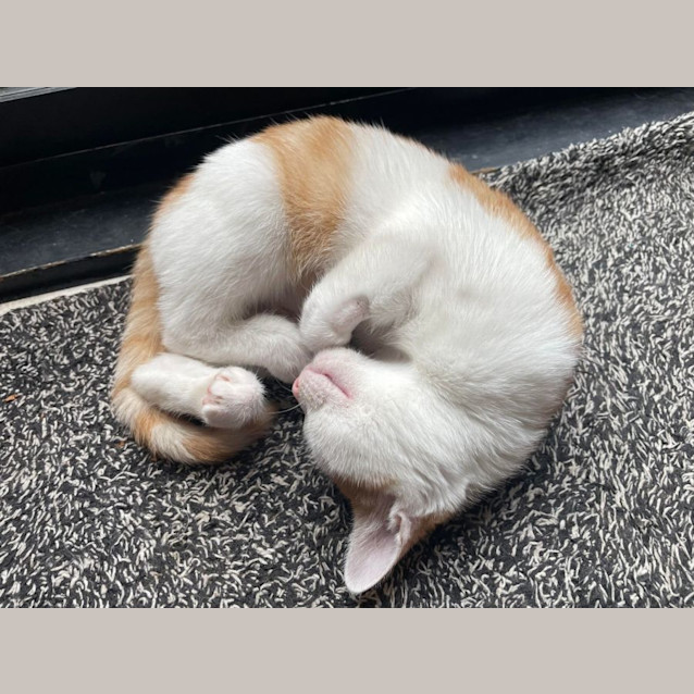 Photo of Rose   Located In Bentleigh East