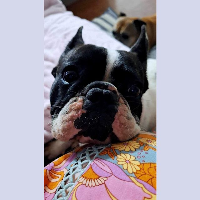 Photo of Vivienne Leigh 