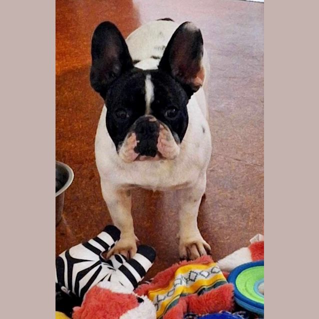 Photo of Vivienne Leigh 