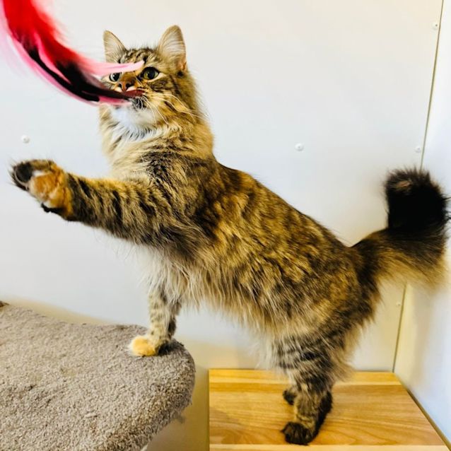 Photo of Zelda   Located In Preston