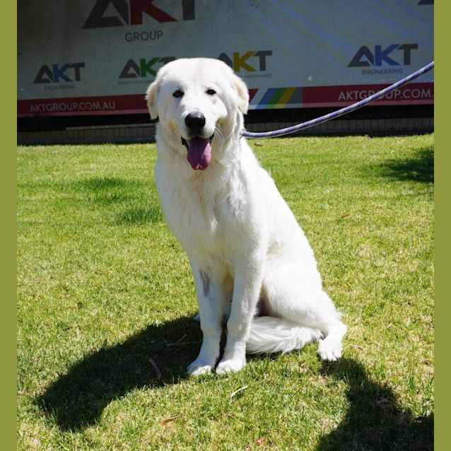 Photo of Mochi