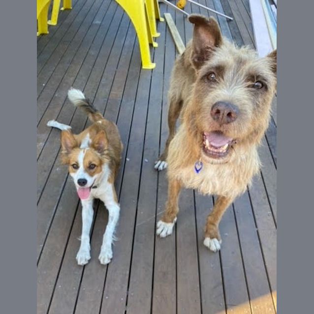 Photo of Fergie   2 Year Old Border Collie X (Trial)