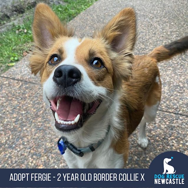 Photo of Fergie   2 Year Old Border Collie X (Trial)