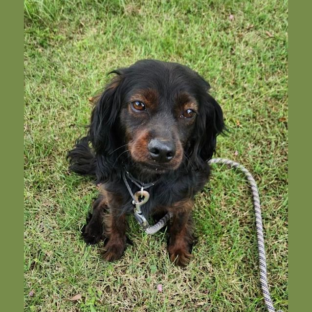Photo of Toby