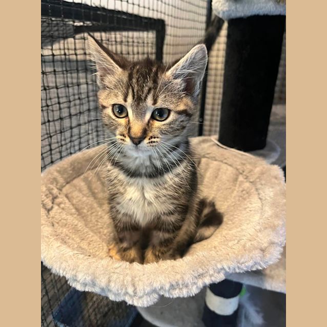 Photo of Memphis *2nd Chance Cat Rescue *