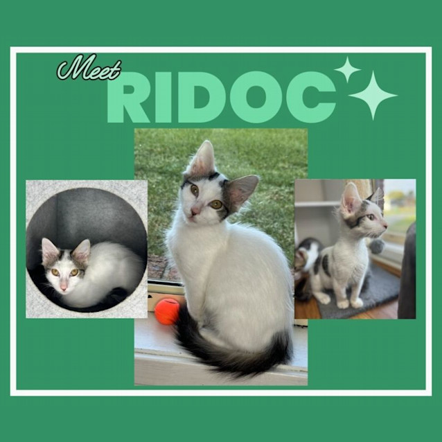 Photo of Ridoc