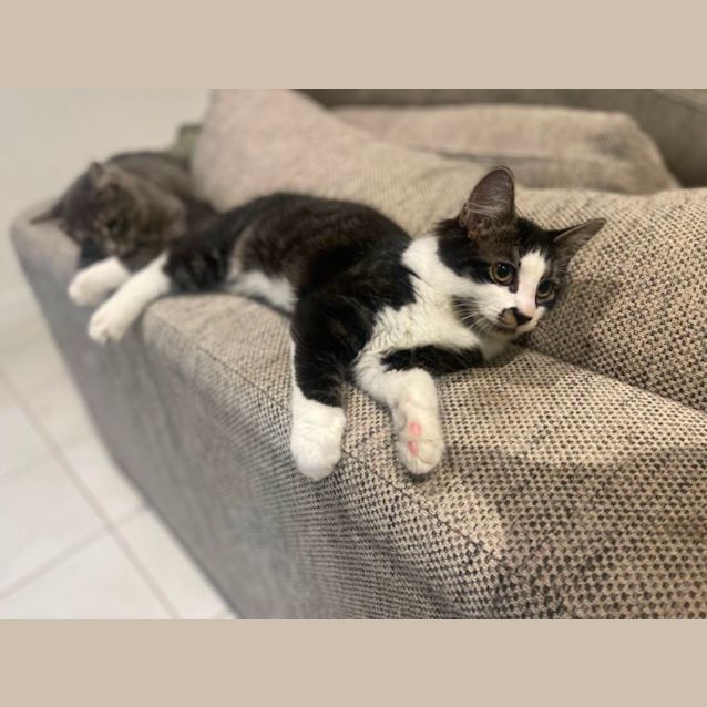 Photo of Dusty Meet Me At Petstock Carrum Downs Store