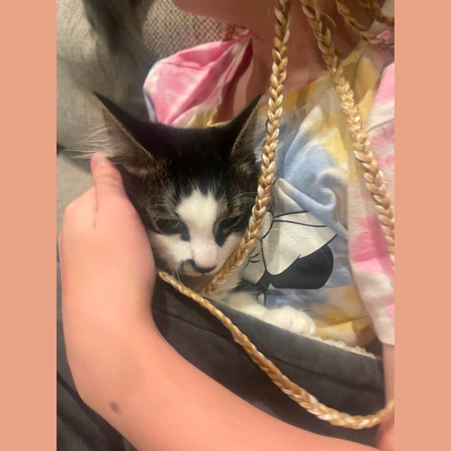 Photo of Dusty Meet Me At Petstock Carrum Downs Store