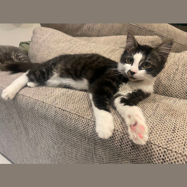 Photo of Dusty Meet Me At Petstock Carrum Downs Store