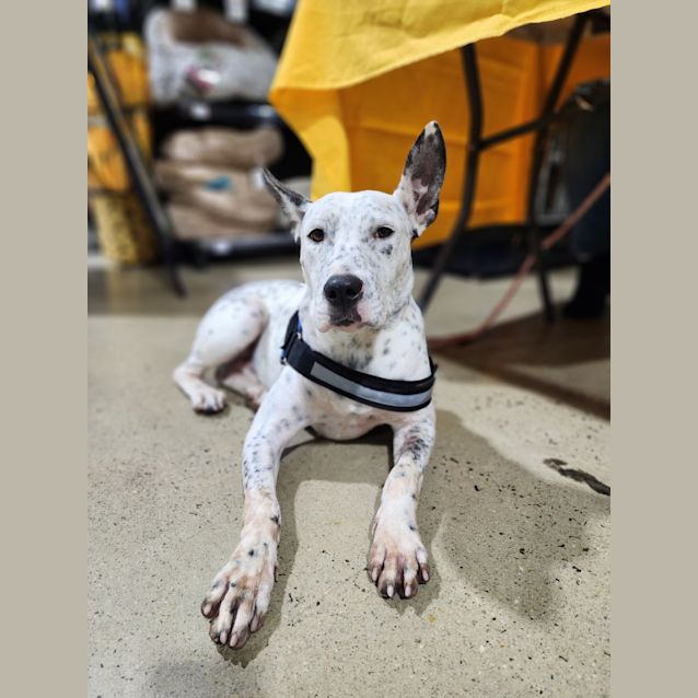 Photo of Spot