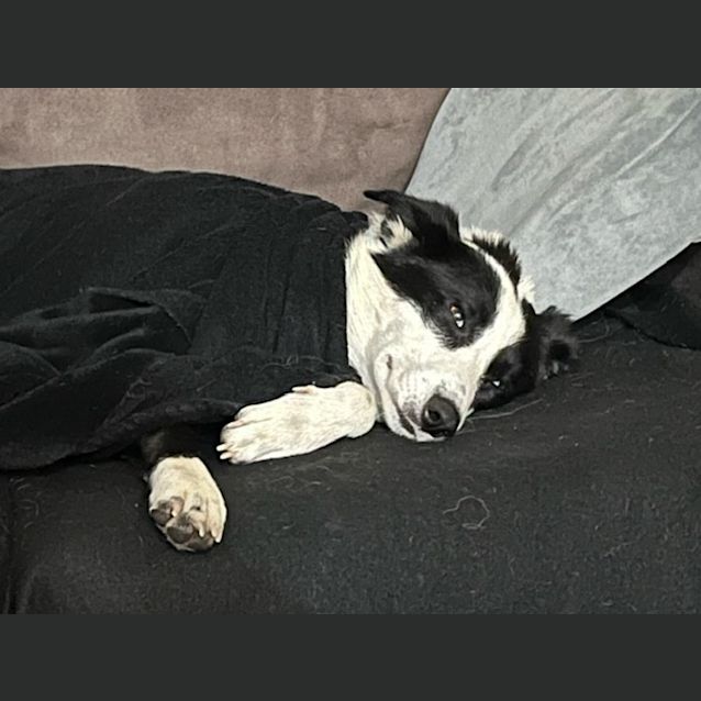 Photo of Tui   2 Year Old Border Collie (Trial)