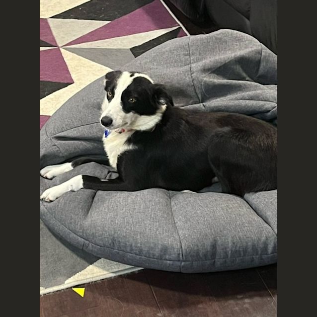 Photo of Tui   2 Year Old Border Collie (Trial)