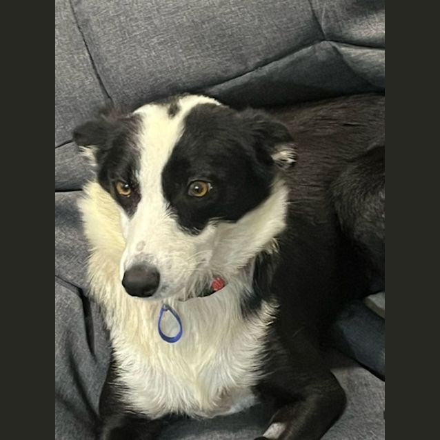 Photo of Tui   2 Year Old Border Collie (Trial)