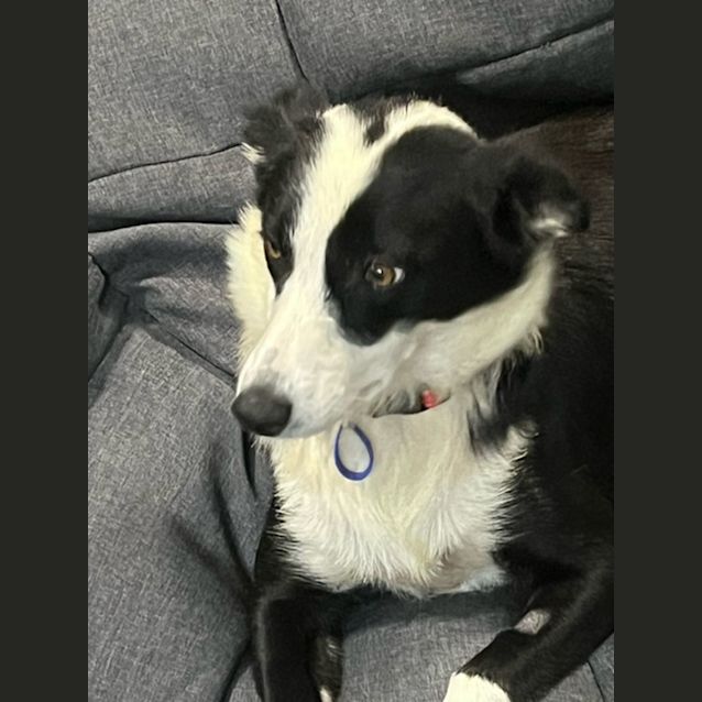 Photo of Tui   2 Year Old Border Collie (Trial)