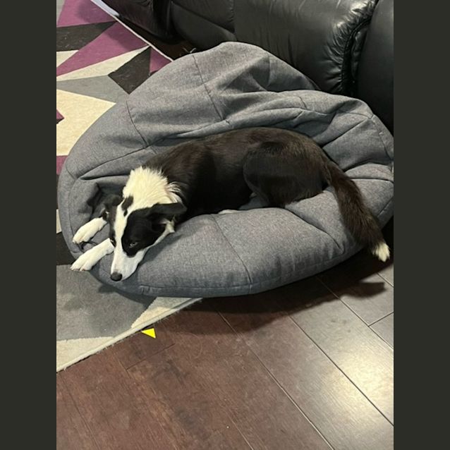Photo of Tui   2 Year Old Border Collie (Trial)