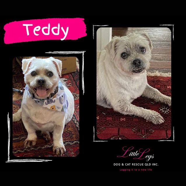 Photo of Teddy