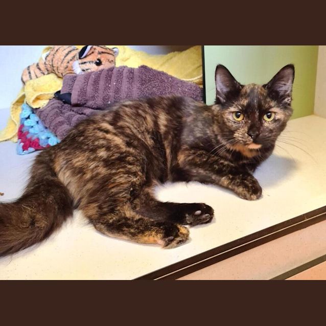Photo of Mocha