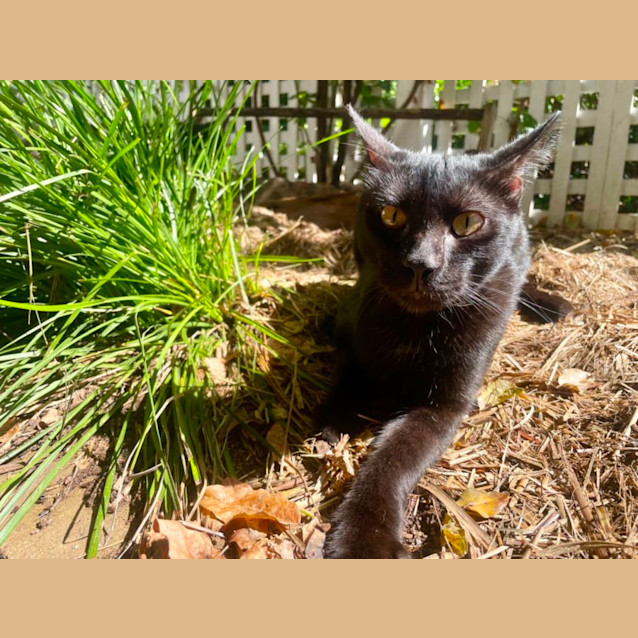 Photo of Merlin