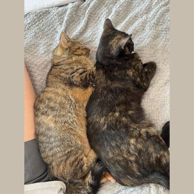 Photo of Olive & Doguu