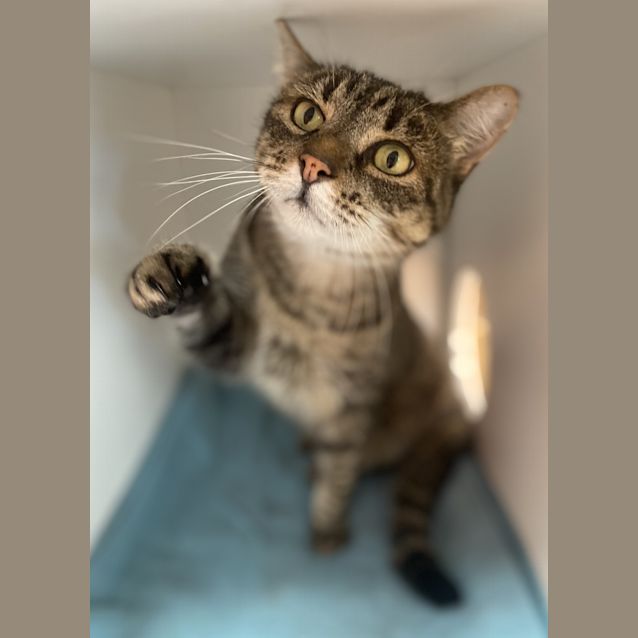 Photo of Napoleon Dynamite 