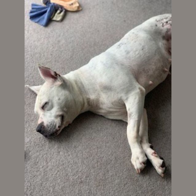 Photo of Nala Tiny Girl Loves Cats