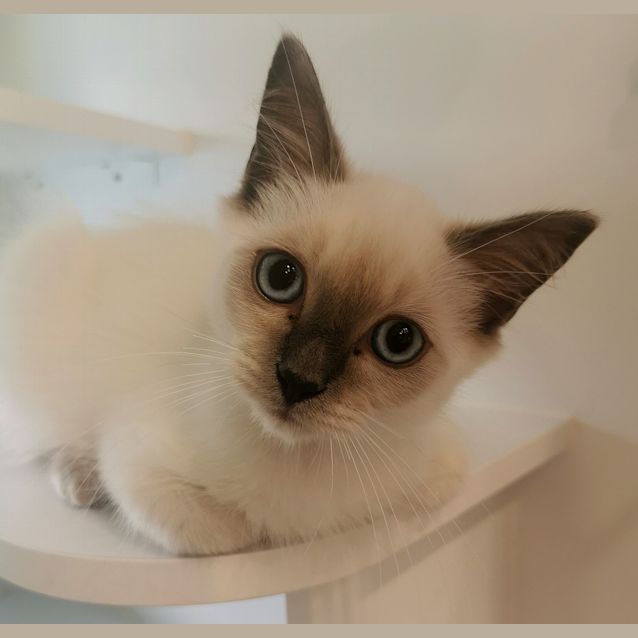 Photo of Bluey