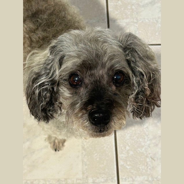 Photo of Smokey Cody 