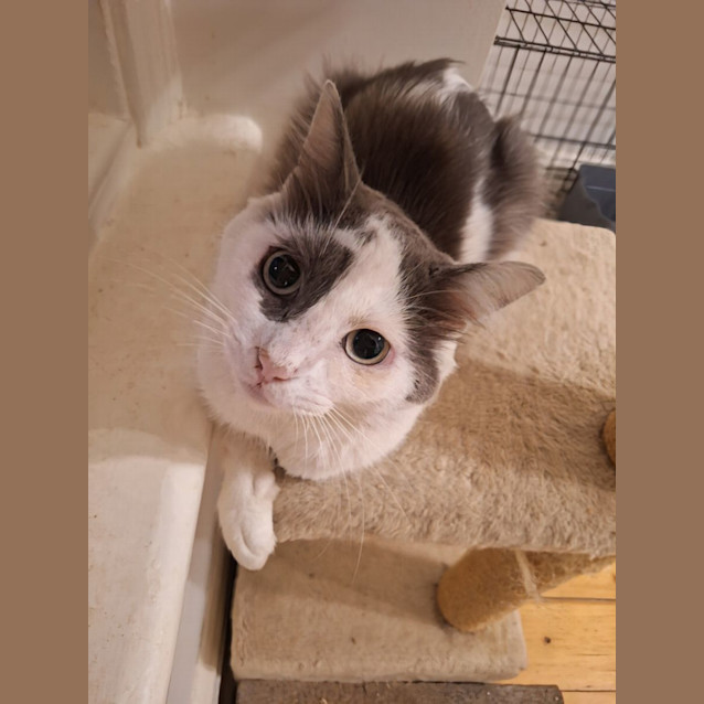 Photo of Patch