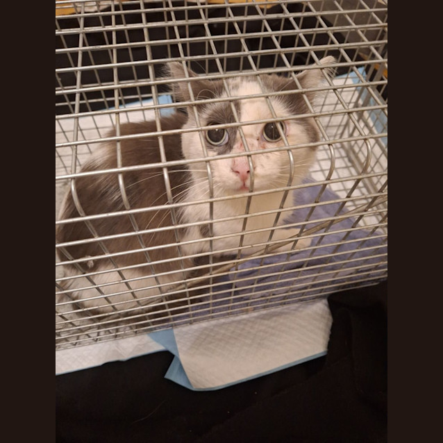 Photo of Patch