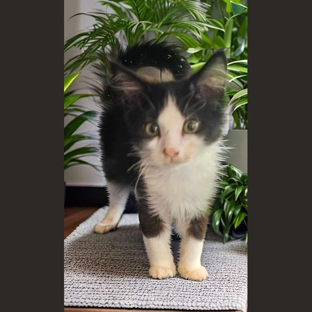 Photo of Ciro