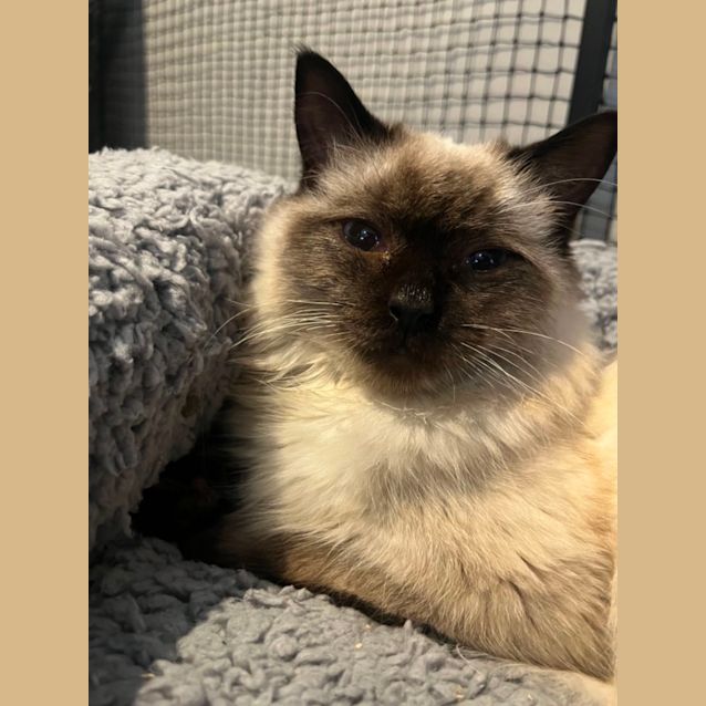 Photo of Odin **2nd Chance Cat Rescue **