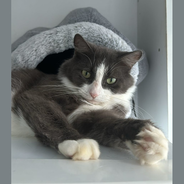 Photo of Oreo