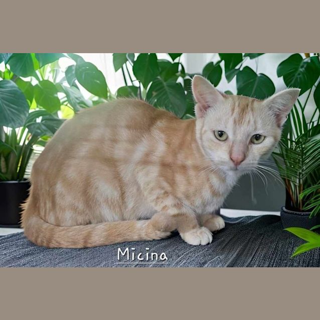 Photo of Micina